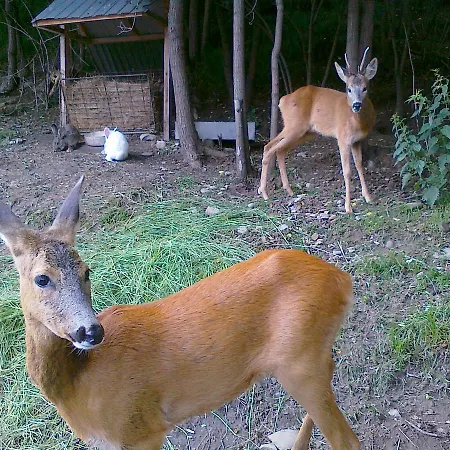 Karpatska Forel Svaliava